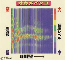 (C) CAMAL. Artwork 2000 KensukeITO.